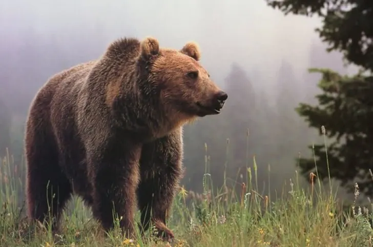 Un bărbat din Frasin s-a întâlnit cu un urs în timp ce se afla în pădure la cules de bureți