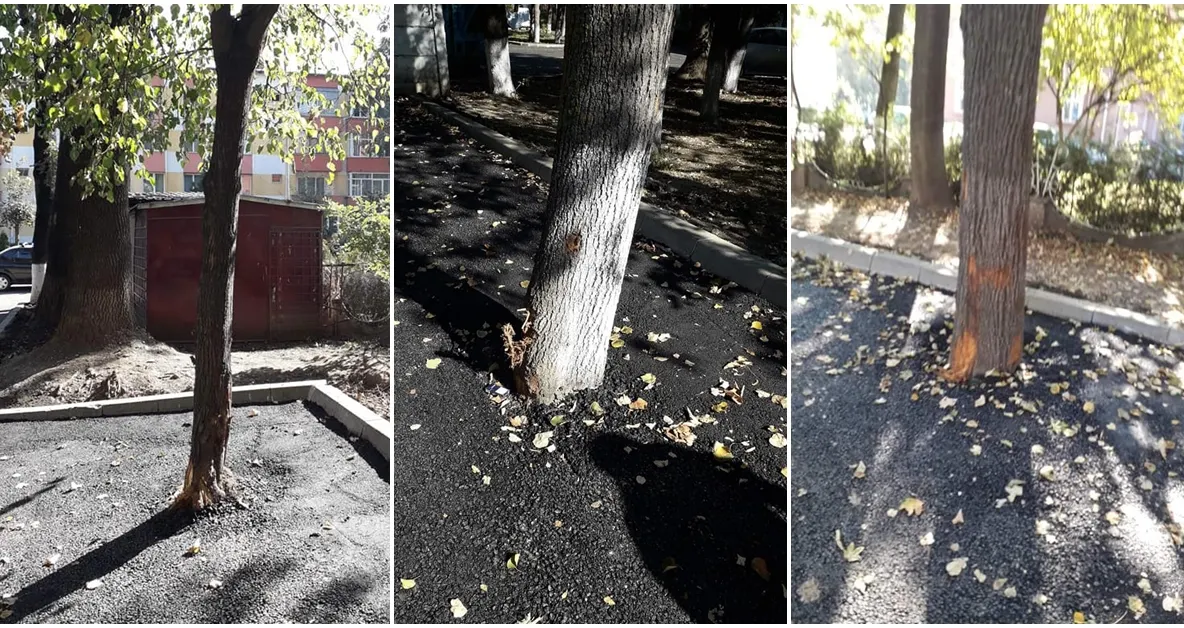 FOTO „Dorel” de la Rădăuți a asfaltat copacii dintre blocuri