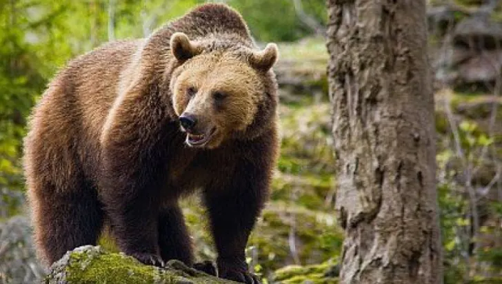 Urșii și lupii fac ravagii în satele din zona de munte a județului Suceava