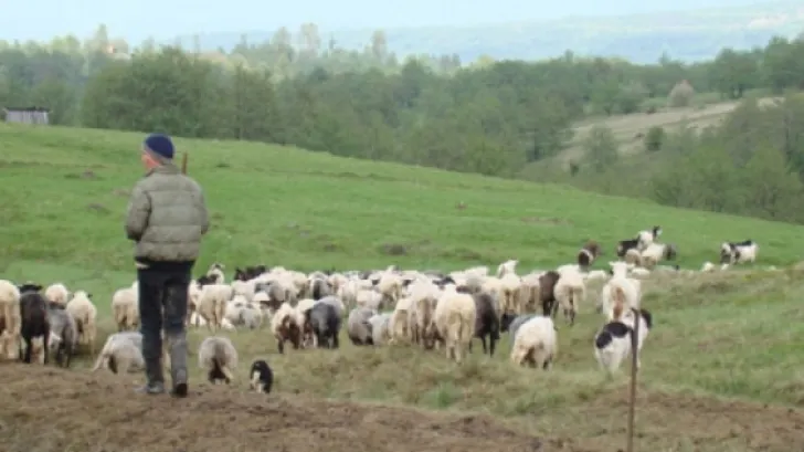 Polițiștii de frontieră au prins un urmărit general. Bărbatul se afla cu oile la păscut