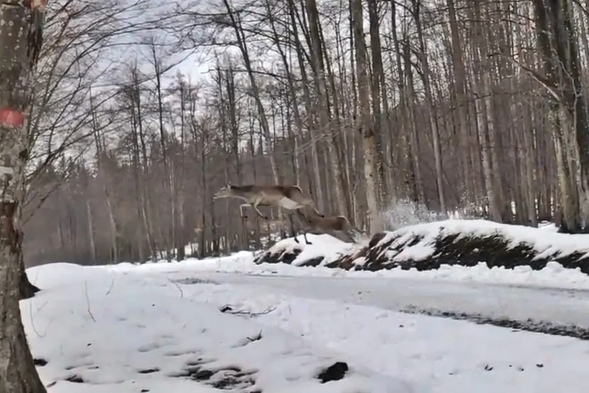 VIDEO Imagini inedite cu salturi spectaculoase ale căprioarelor peste un drum forestier, surprinse la Marginea