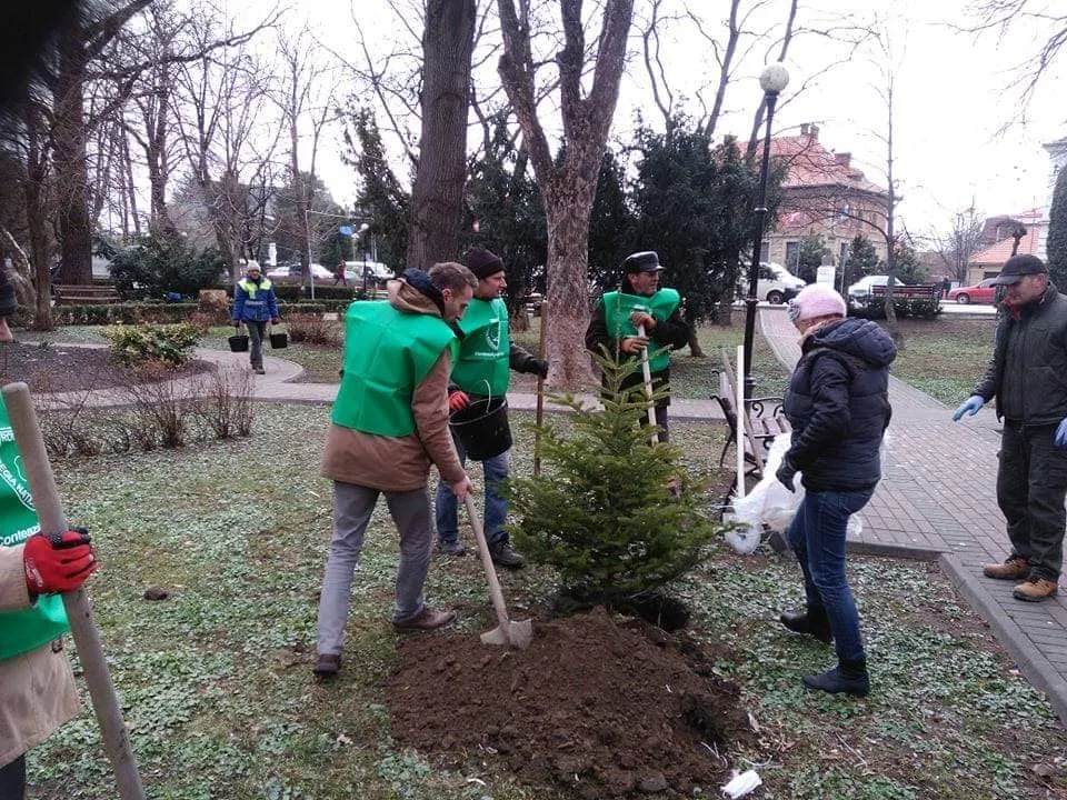 Acțiune civică de plantare de copaci în centrul municipiului Rădăuți