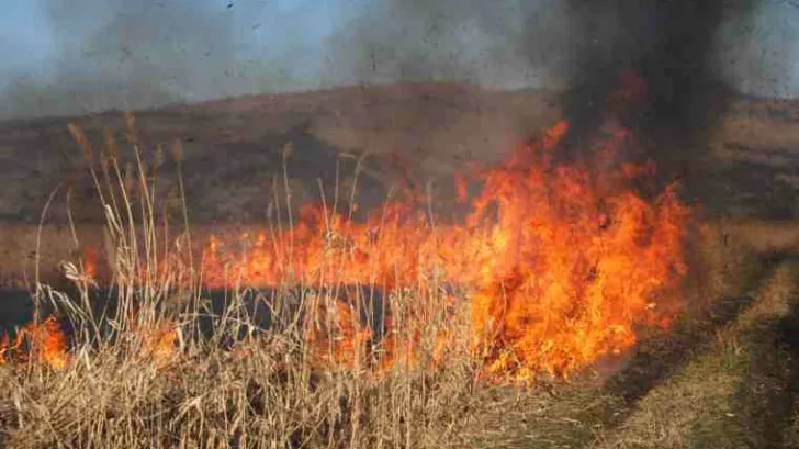 Cinci incendii de vegetație uscată produse în ultimele 24 de ore
