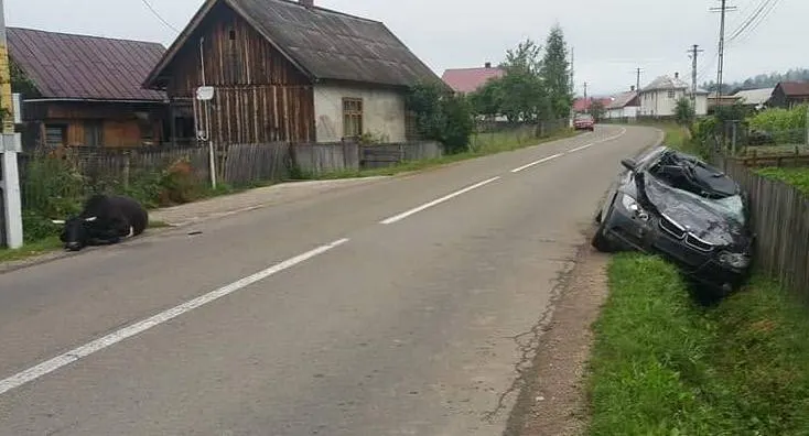 Un autoturism a ajuns într-un șanț, după ce a lovit o vacă aflată pe partea carosabilă FOTO