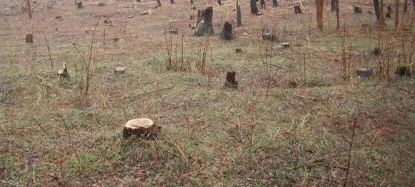Suceava. Prejudiciu de peste 180.000 de lei din tăieri ilegale de arbori