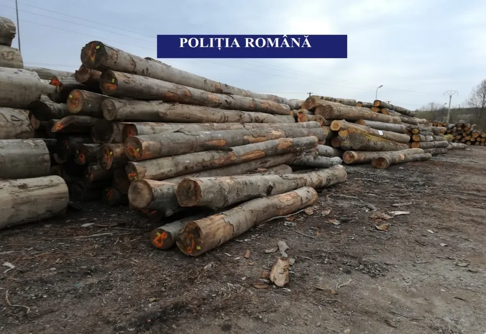 Material lemnos confiscat și amenzi în valoare de 55.000 lei pentru două firme din Stulpicani