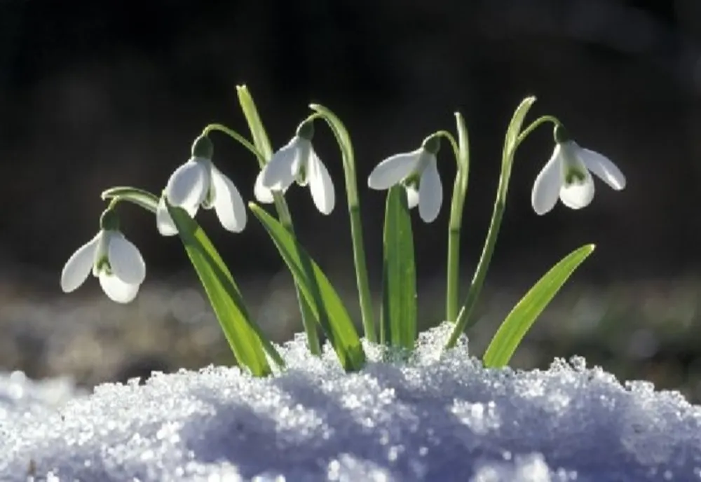 Vremea 10 februarie - Temperaturi de primăvară care ajung chiar și până la 15 grade