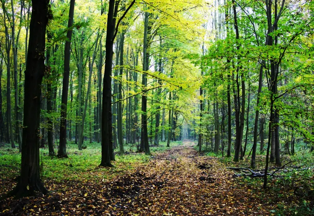 Sfârșit tragic pentru un bărbat din Suceava: A murit strivit de copacul pe care îl tăia