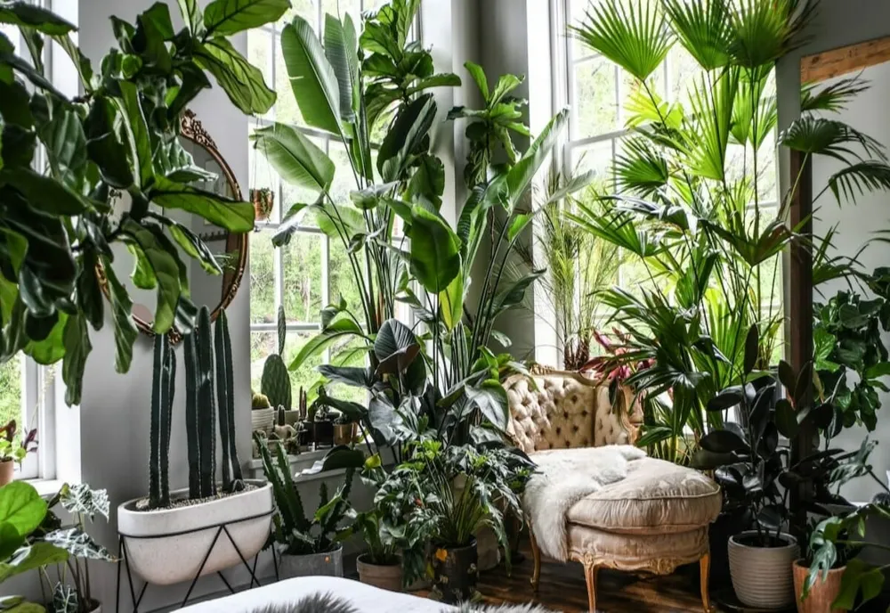 Plantele care îți răcoresc casa. Trebuie să le ai pe timpul verii!