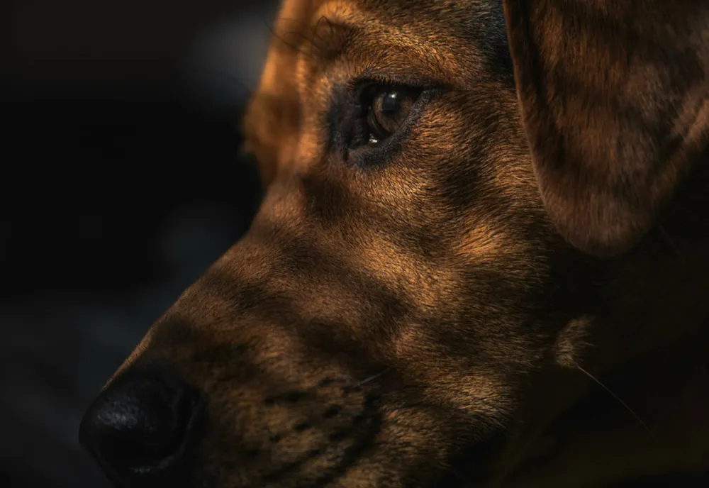 Proprietarii de câini periculoși, obligați să plătească RCA pentru animale