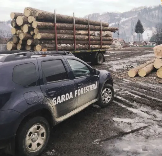 CHERESTEA ȘI MATERIAL LEMNOS ÎN VALOARE DE CCA.  25.000 LEI CONFISCAT ÎN CADRUL UNEI ACȚIUNI PE LINIE SILVICĂ ÎN ZONA RÂȘCA – SLĂTIOARA