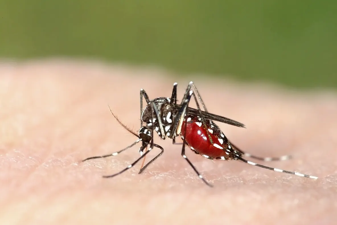 Bilanțul infecțiilor cu virusul West Nile urcă la 10 cazuri în acest sezon. Anunțul INSP