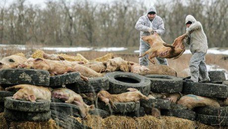 Pesta porcină africană face ravagii. Ce obligații au crescătorii de porcine