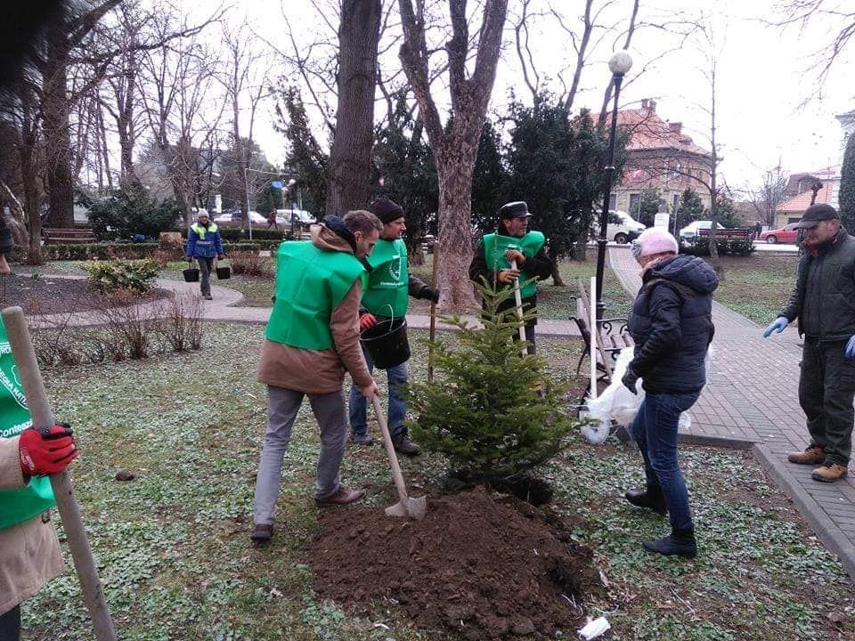 Acțiune civică de plantare de copaci în centrul municipiului Rădăuți