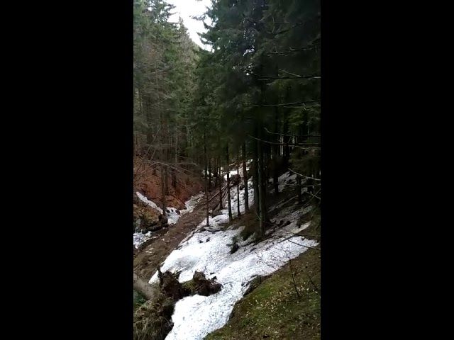 VIDEO Polițiști atacați cu toporul într-un sat din Suceava. Mascații au intervenit în forță și au tras focuri de armă