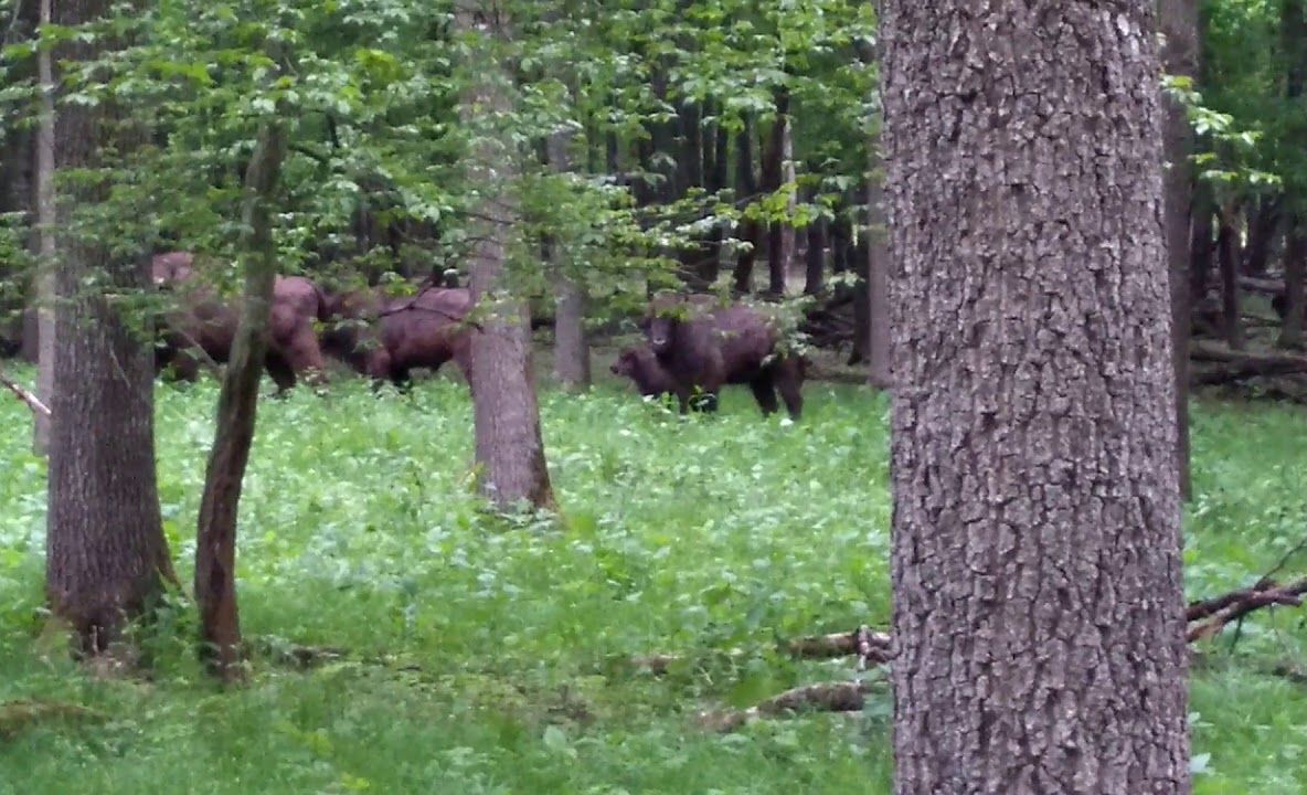 VIDEO Campioana Gloria Buzău a fost învinsă cu 2-0 de Foresta Suceava