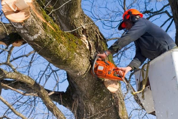 Un bărbat a căzut de la zece metri înălțime în timp ce curăța un copac