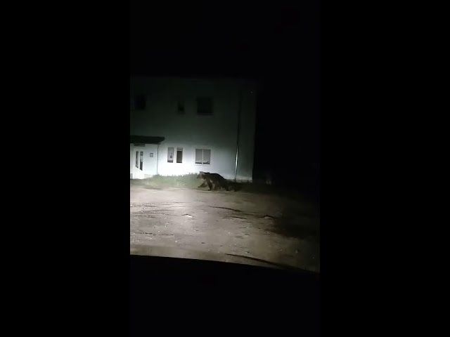 VIDEO Primele imagini cu ursoaica cu pui care a speriat locuitorii stațiunii Câmpulung Moldovenesc