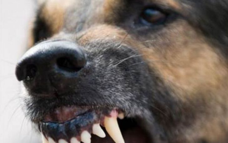 Șocant. Un bărbat din Vicovu de Sus a murit după ce a fost mușcat de un câine
