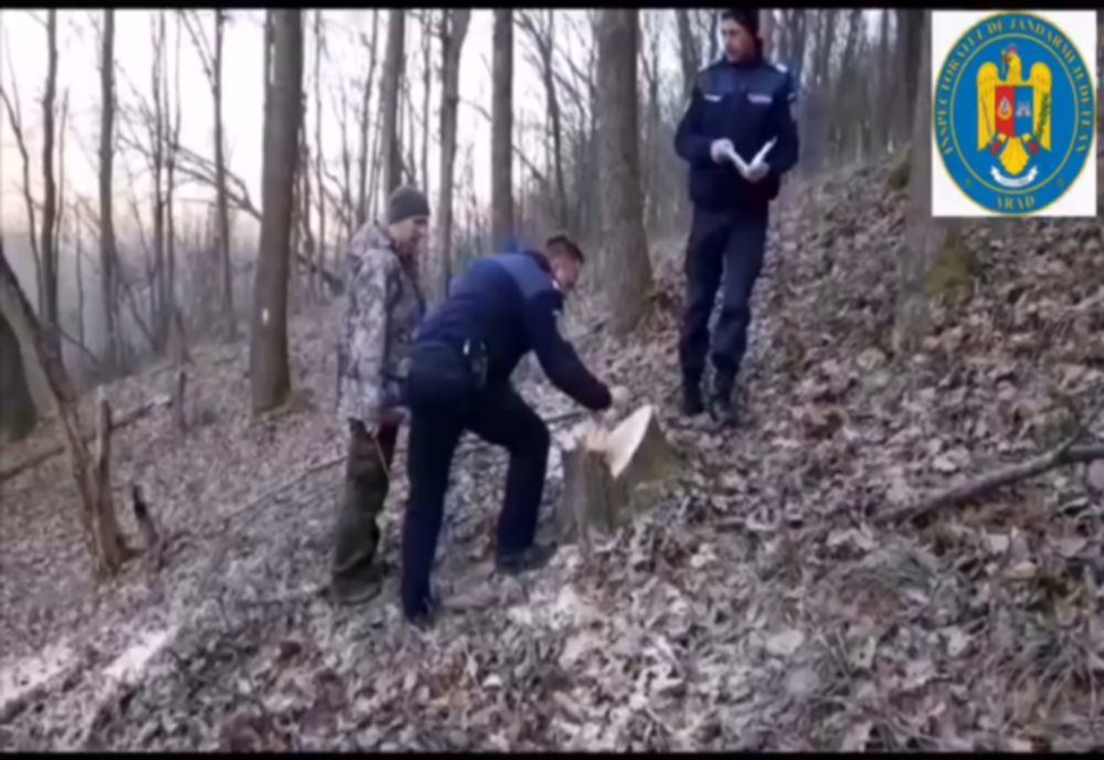 Un bărbat s-a ales cu dosar penal după ce a tăiat ilegal 48 de arbori
