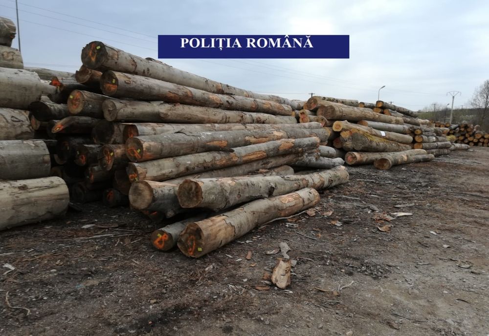 Material lemnos confiscat și amenzi în valoare de 55.000 lei pentru două firme din Stulpicani