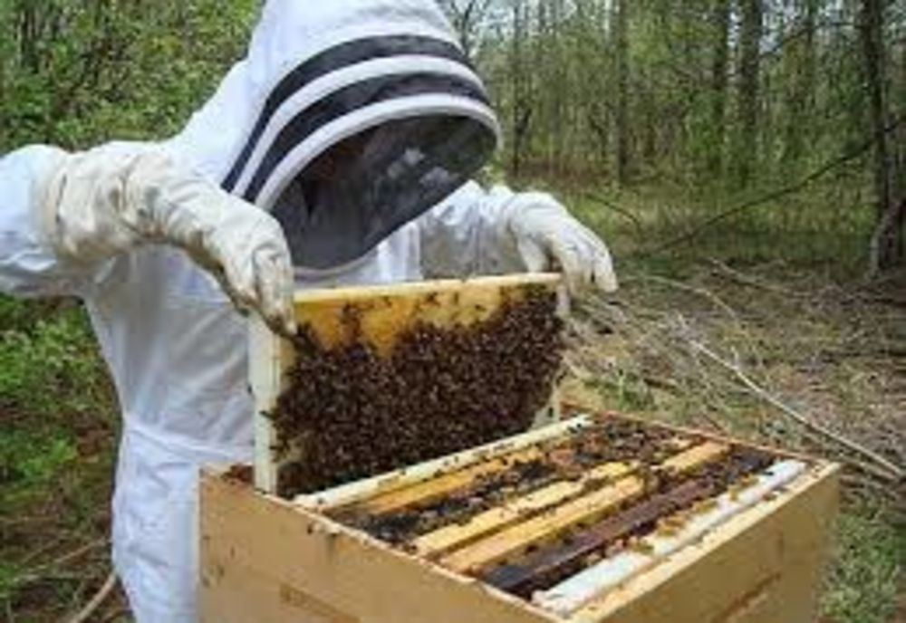 Direcțiile Agricole Județene au început să plătească ajutorul de minimis apicultorilor
