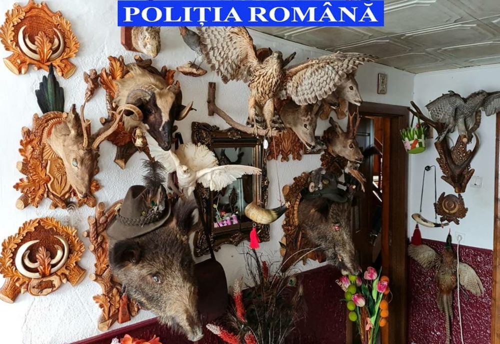 Arme, capcane, trofee  și  peste 300 de elemente de muniție confiscate de polițiști în urma unor percheziții 