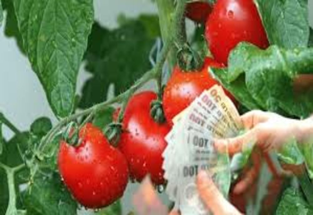 Ministerul Agriculturii și Dezvoltării Rurale simplifică procesul de accesare a ajutoarelor destinate legumicultorilor