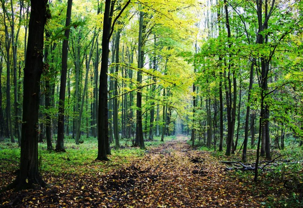 Sfârșit tragic pentru un bărbat din Suceava: A murit strivit de copacul pe care îl tăia