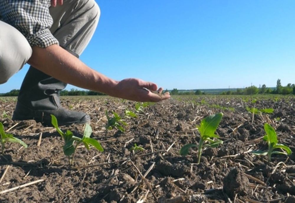 Efectele secetei, devastatoare în România. Aproape 828.000 de hectare sunt afectate