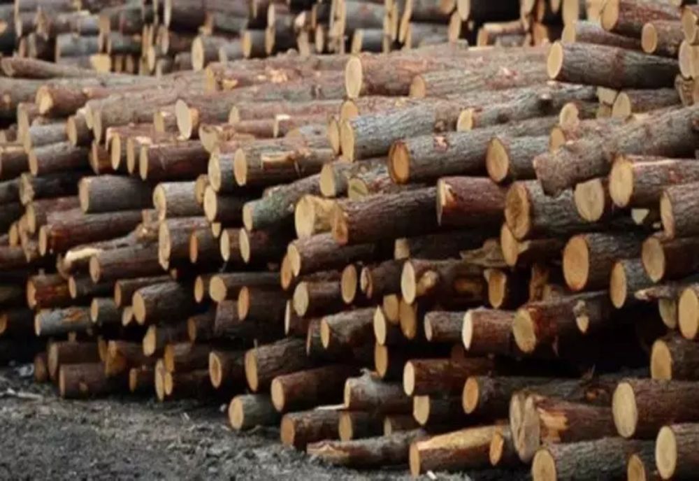 Noul JAF care se pregătește: privatizarea pădurilor - Mafia lemnului lasă România fără resurse