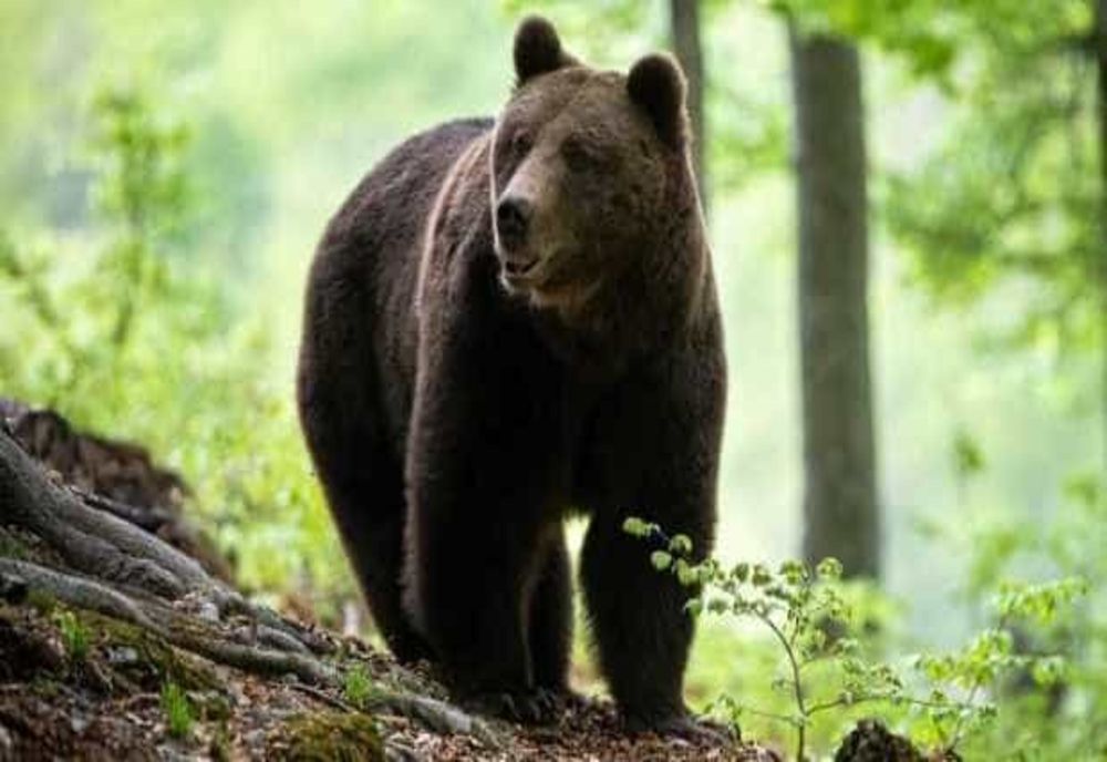 Urs rătăcit între magazinele unui mall din Brașov. Cum s-a plimbat animalul înainte să ajungă echipele de intervenție