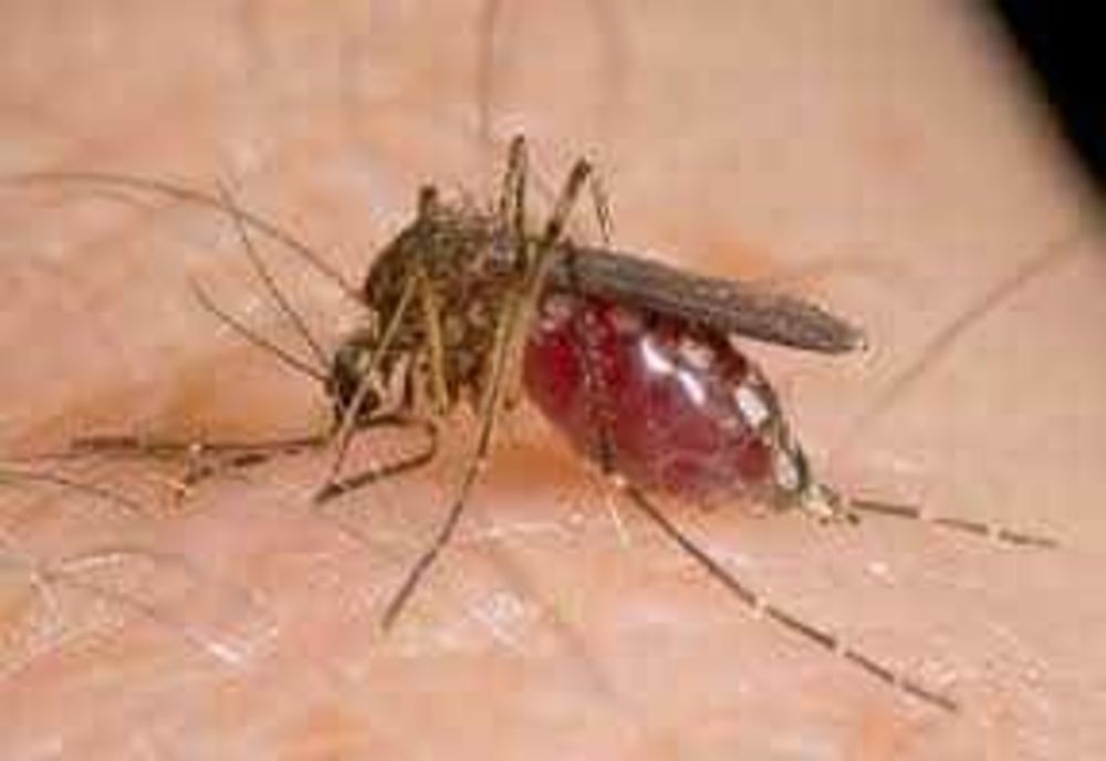 NUMĂRUL CAZURILOR DE INFECȚIE CU VIRUSUL WEST NILE A AJUNS LA OPT ÎN ROMÂNIA