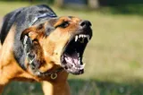 Bărbat reținut la Deva după ce câinele său a mușcat o femeie