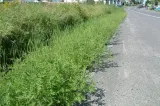 Amenzi de mii de lei pentru ambrozia din curte: cine e obligat prin lege s-o distrugă