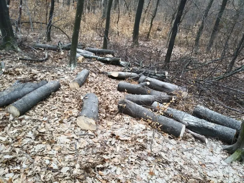 tăiat ilegal arbori