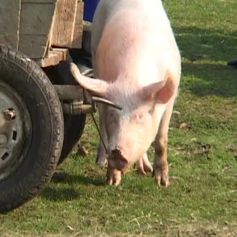 târg de animale