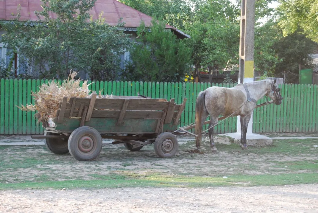 cărută, foto arhivă