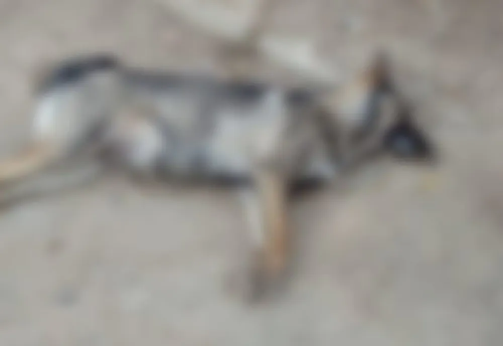 Animale otrăvite în orașul Siret FOTO