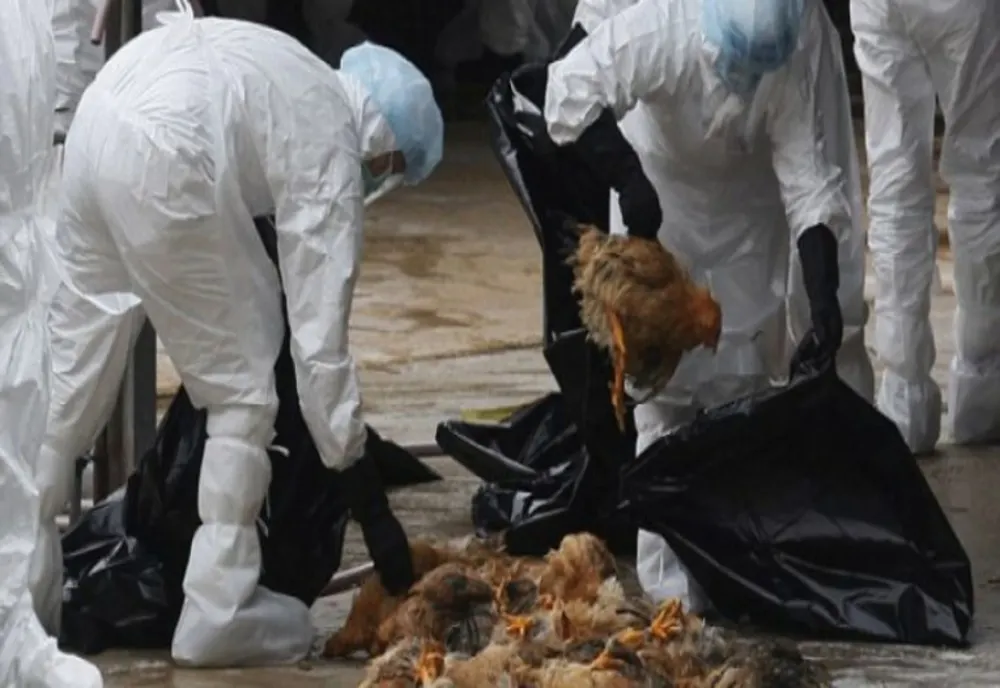 Vânzarea păsărilor, interzisă în târgurile de animale din județul Suceava  