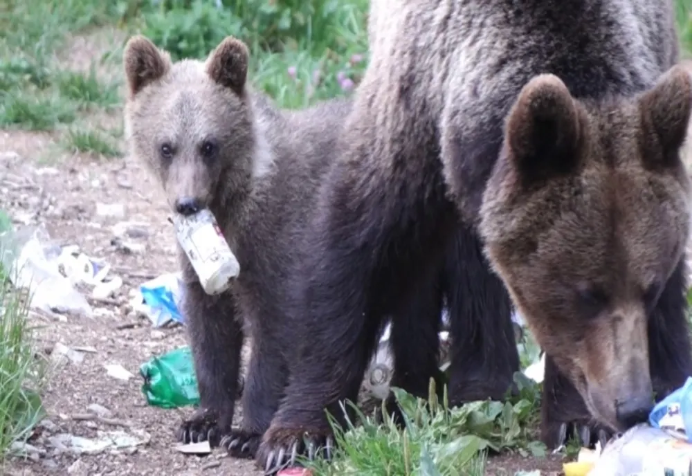 Urșii s-au înmulțit exagerat de mult în județ, iar în habitat rămân cei mai puternici, iar restul își coboară până găsesc hrană