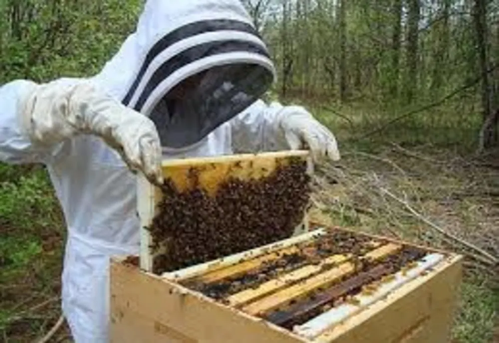 Direcțiile Agricole Județene au început să plătească ajutorul de minimis apicultorilor