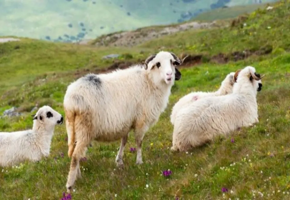 Percheziţii în Botoşani şi Suceava la persoane care au furat 14 animale în valoare de aproape 70 de mii de lei