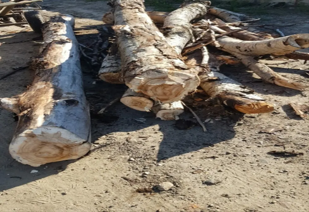 Surplus de material lemnos depistat de jandarmi în municipiul Suceava și orașul  Gura Humorului