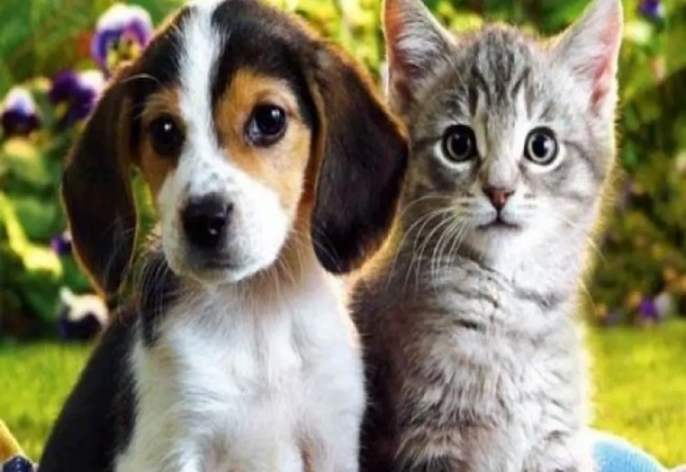 Opționalul „Ora cu și pentru animale” va fi introdus în școli, la nivel național