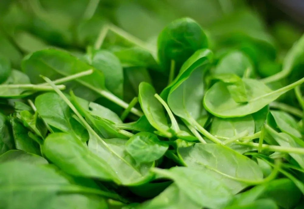 Planta elixir care vindecă rapid ulcerul: Este cel mai bun leac - Cum trebuie consumată