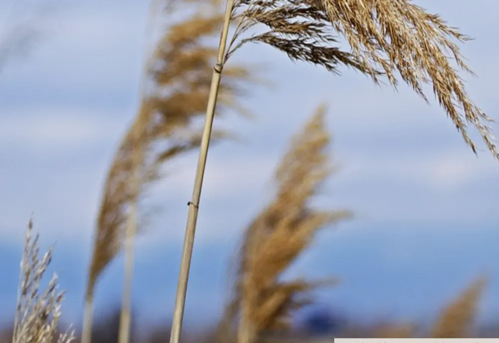 COD GALBEN DE VÂNT PUTERNIC EMIS DE ANM