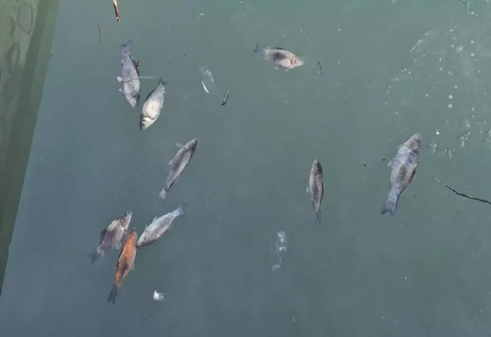 Imagini de coșmar la Curtea de Argeș: zeci de pești morți plutesc pe lacul de lângă Fântâna lui Manole - FOTO