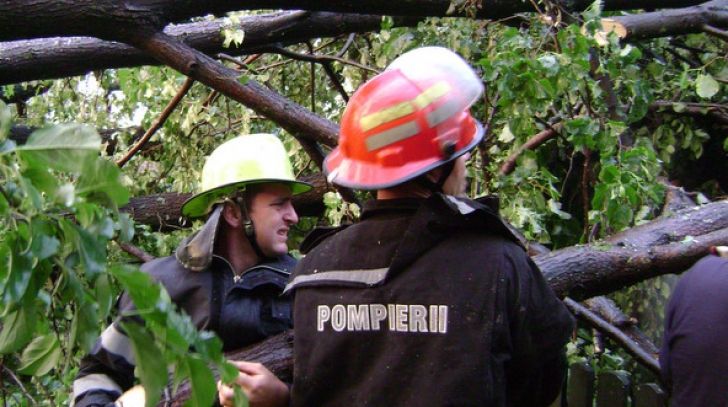 arbori căzuți vânt