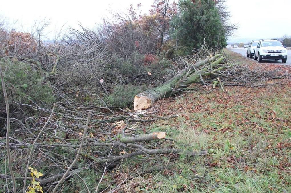 arbori tăiați ilegal